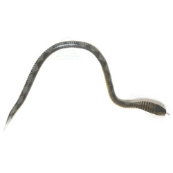Grand cobra flexible noir en bois articulé de fabrication artisanale marocaine (82 cm)