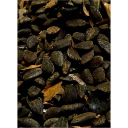Graines de pin - Zkoukou - Pot de 25 g net - الزقوقو