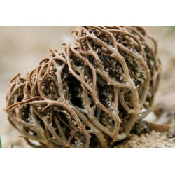 Chajarat Mariam (Gattilier, Rose de Jericho) - Kef Meriem