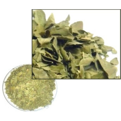 Feuilles de sidr (jujubier séché) pour la roqya - sachet 80 g net